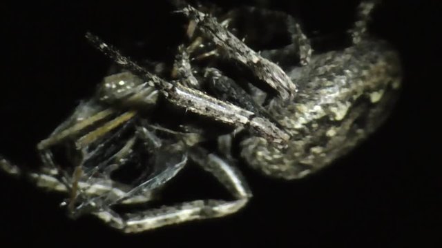 Spaltenkreuzspinne (Nuctenea umbratica)