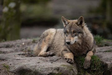 Fototapeta premium Grey wolf in the forest