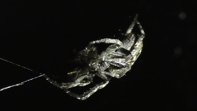 Spaltenkreuzspinne (Nuctenea umbratica)