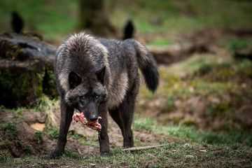 Timberwolf eating meat in the forest