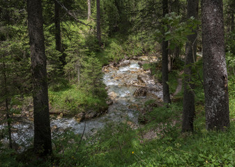Obraz premium Bach im Wald