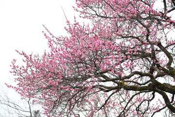 紅梅の花