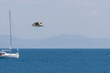 Fototapeta na wymiar beautiful seagull against the blue sky in a clear sunny day