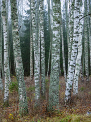 Fototapeta premium birch trees in the forest