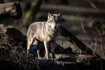 Grey wolf in the forest