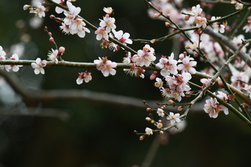 紅梅の花