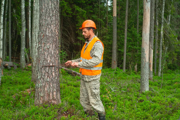 Forest engineer works in the forest. Forest worker measures the thickness of a tree. Forestry and afforestation.
