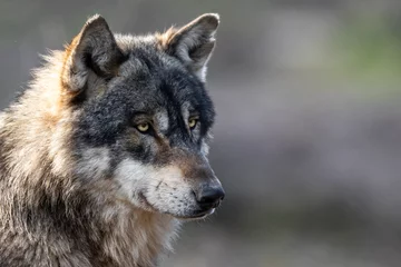Foto op Aluminium Portrait of grey wolf in the forest © AB Photography