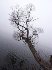 Fototapeta premium bare tree over misty lake