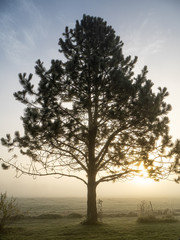 sun setting behind pine tree in winter