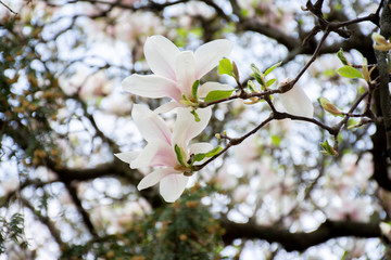 Branches of a blossoming white magnolia flowers