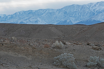 Lonely plants in Death Valley - USA