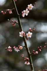 紅梅の花