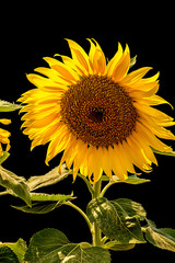Naklejka premium Beautiful blooming sunflower with black background