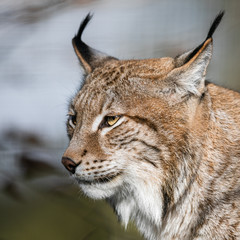 Fototapeta premium Portrait of Lynx in the forest