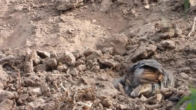 Haussperling (Passer domesticus) beim Sandbaden
