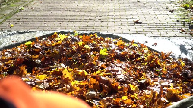 gardener hand pulling large pile of leaves in autumn