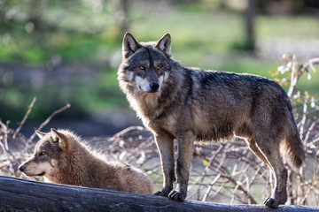 Grey wolf in the forest © AB Photography