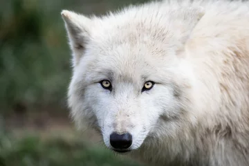 Keuken spatwand met foto Portrait of white wolf in the forest © AB Photography