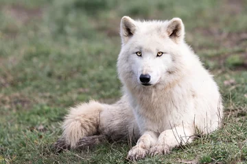 Deurstickers White wolf in the forest © AB Photography