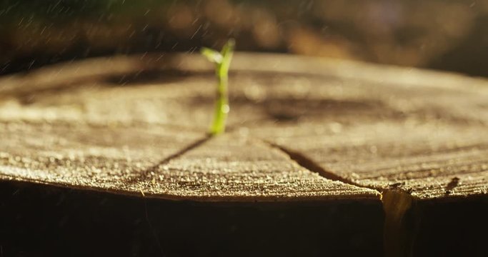 Care of new life watering young plant vintage effect.