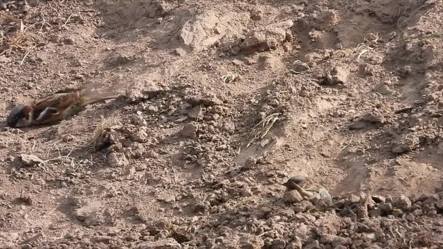 Haussperling (Passer domesticus) beim Sandbaden
