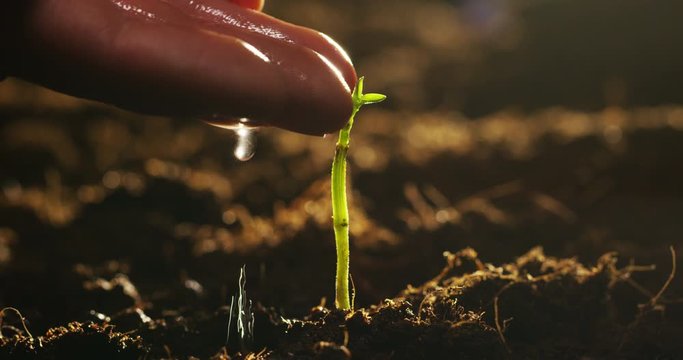Care of new life watering young plant vintage effect.