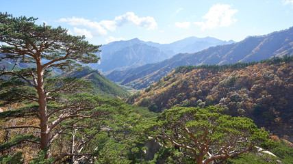 Fototapeta na wymiar Autumn forest with mountains and rocks in Seoraksan National Park in Sokcho in South Korea.