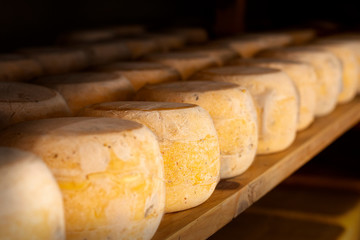 Variety of mold cheese with close-up