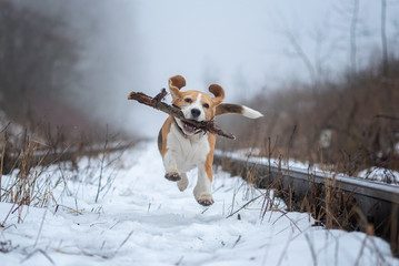 funny Beagle dog playing with a stick in the Park on a winter day in a thick fog