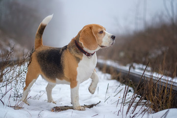 funny Beagle dog playing with a stick in the Park on a winter day in a thick fog