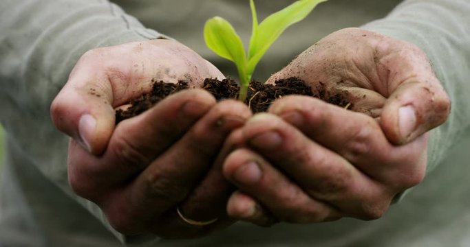 Care of new life watering young plant vintage effect.