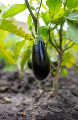 Eggplant fruit on the nature