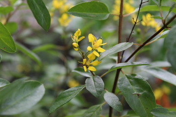 Obraz premium yellow flower in the garden