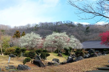 梅の花　春　和む　風景　杤木