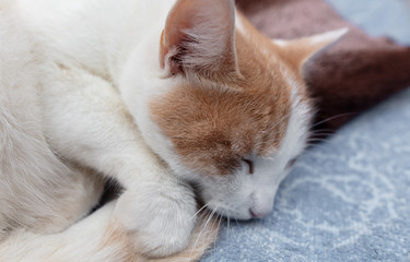 White cat with red spots sleeps