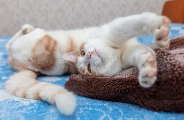 White cat with red spots