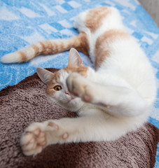 White cat with red spots