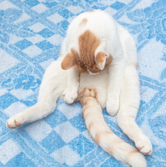 A white cat with red spots licks the fur