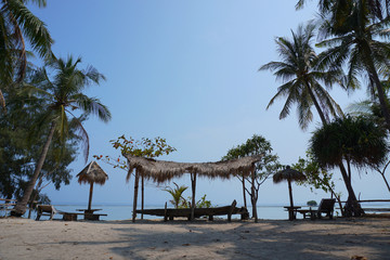 palm trees on the beach