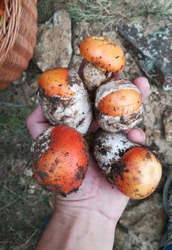 huevos amanita caesarea