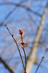 Silver maple