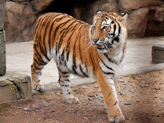 Tiger stands close up.