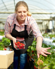 Woman  gardener in apronduring  harvesting of fresh strawberries