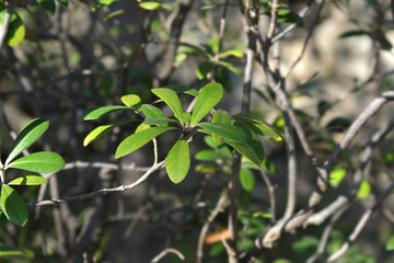 Karo leaves