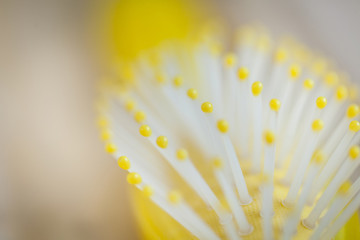 Abstract closeup of a yellow plastic comb