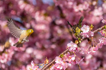 メジロと桜