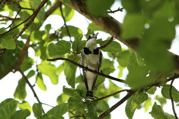 Pied Kingfisher in Tanzania, Lake Victoria