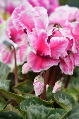 Persian cyclamen Cabrilla