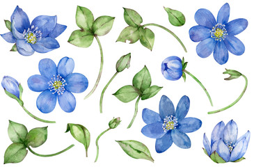 Obraz premium Watercolor collection of blue spring flowers hepatica isolated on white background. Hand-drawn floral set.